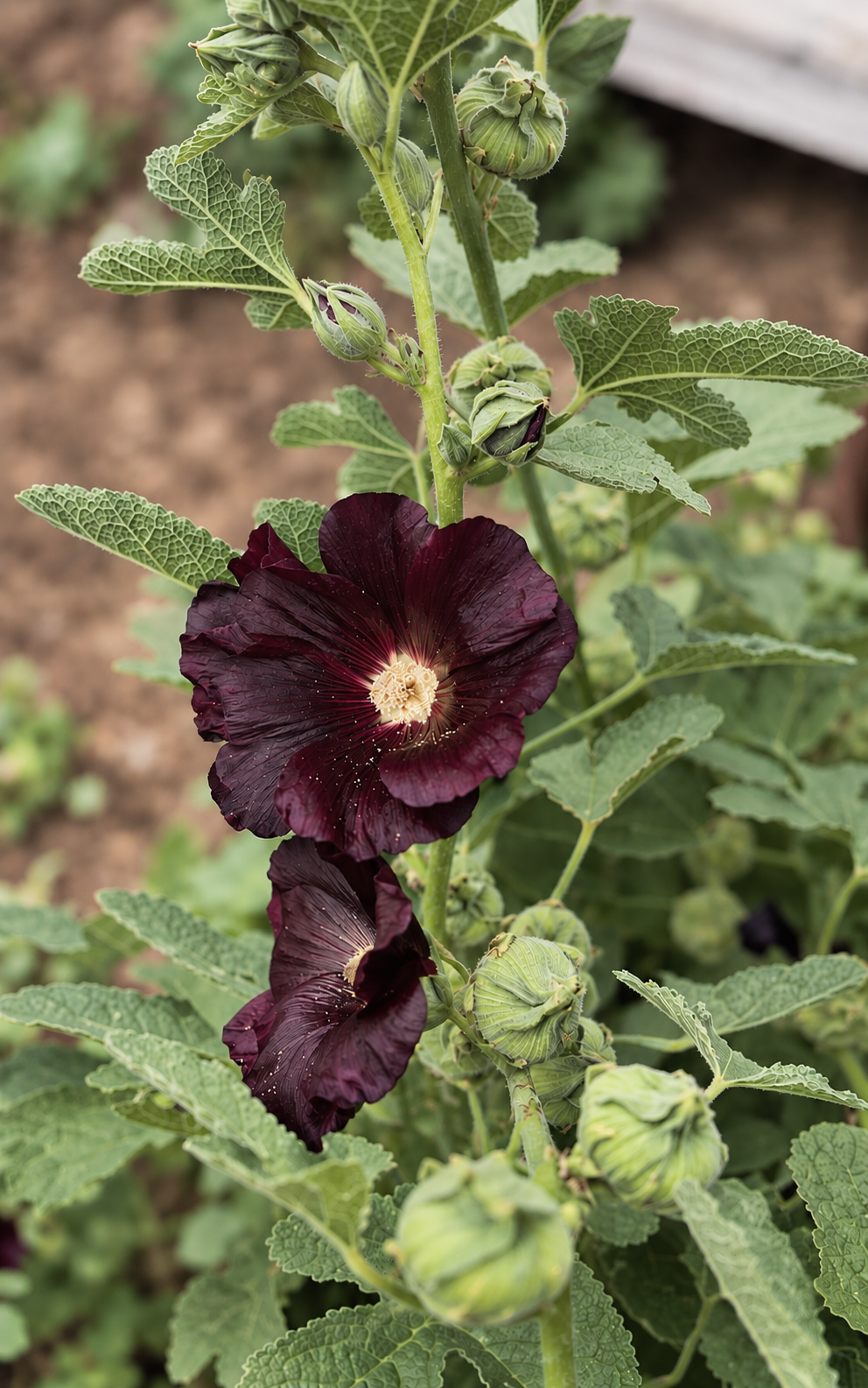 Hollyhock Seeds
